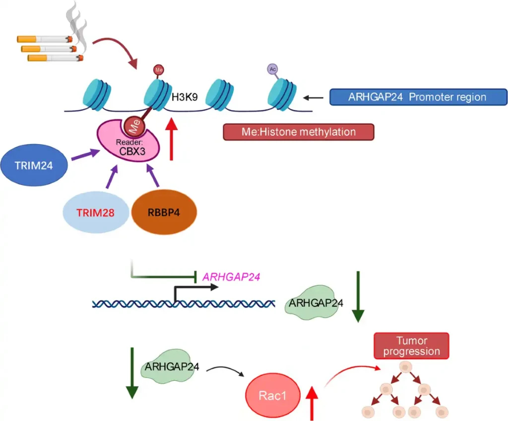 signaling pathway