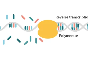 cDNA-synthesis