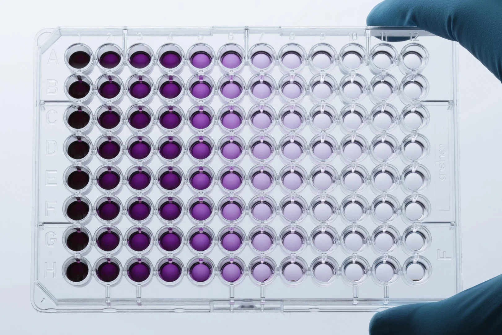 MTT assay