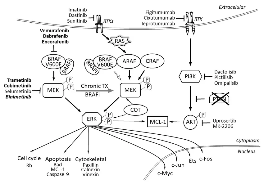 signaling pathway