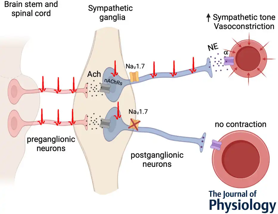 Signaling Pathway of SCN9A