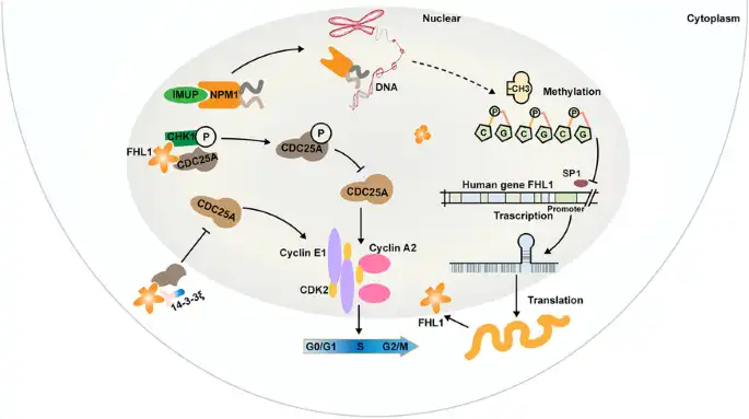 signaling pathway
