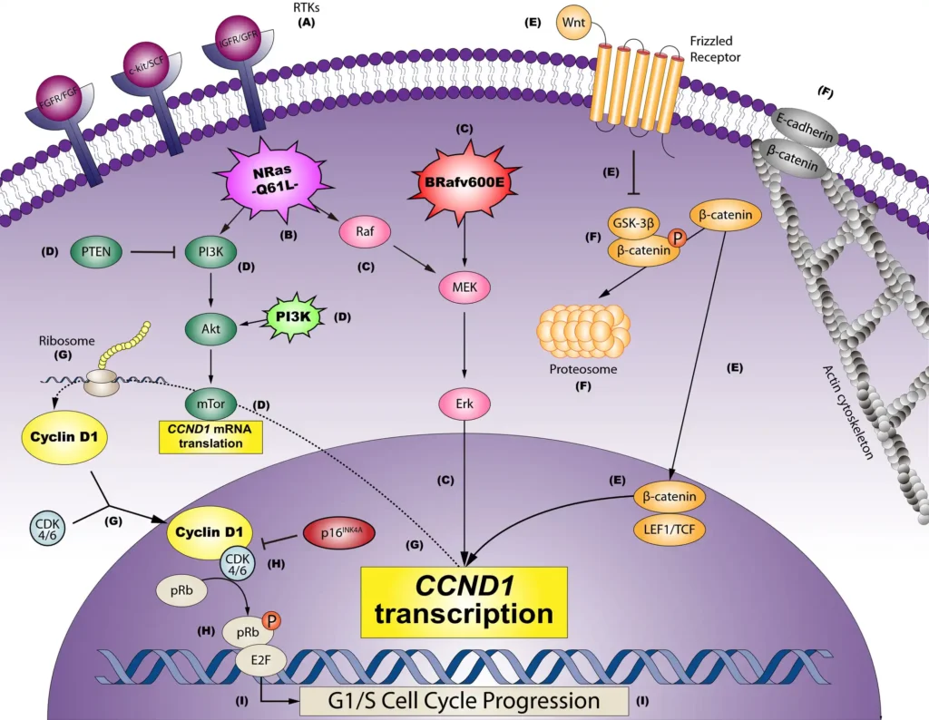 signaling pathway of CCND1