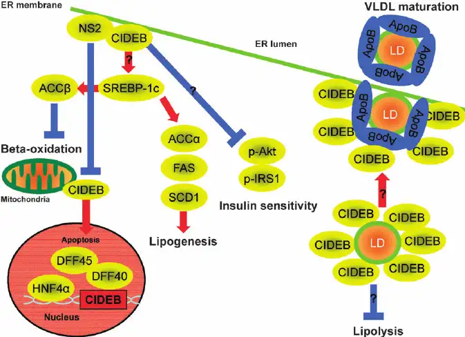 signaling pathway of CIDEB