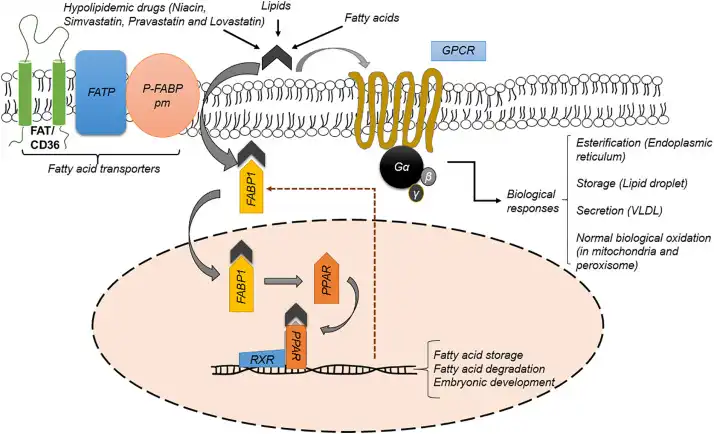 signaling pathway of FABP1