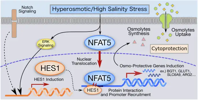 signaling pathway