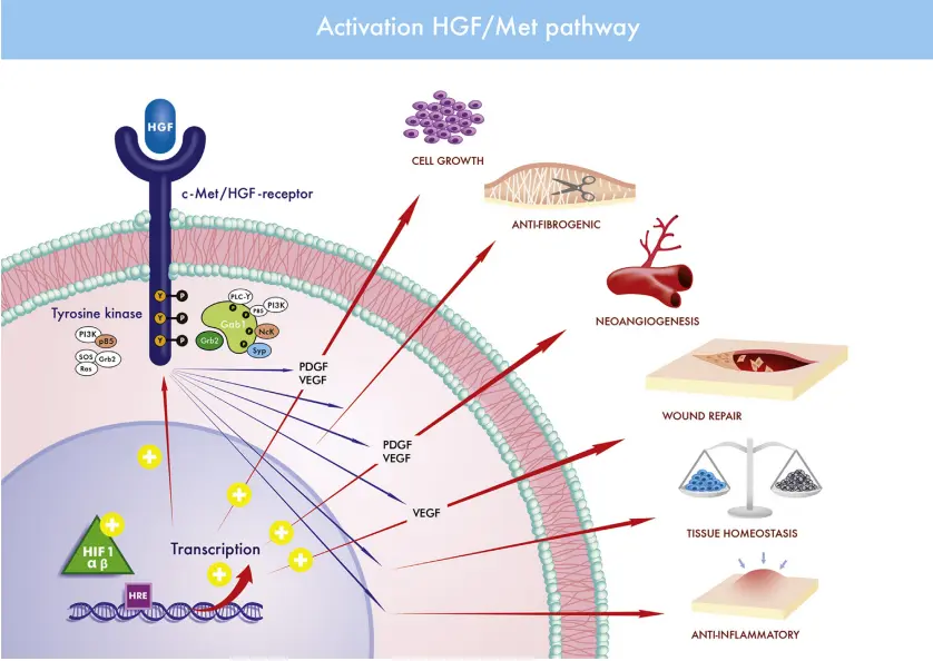 Signaling pathway of HGF