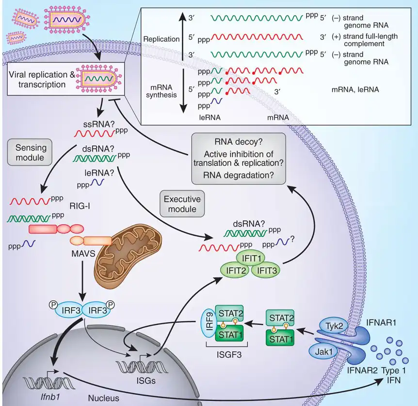 Signaling pathway of IFIT2