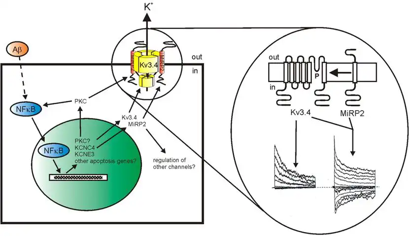 signaling pathway