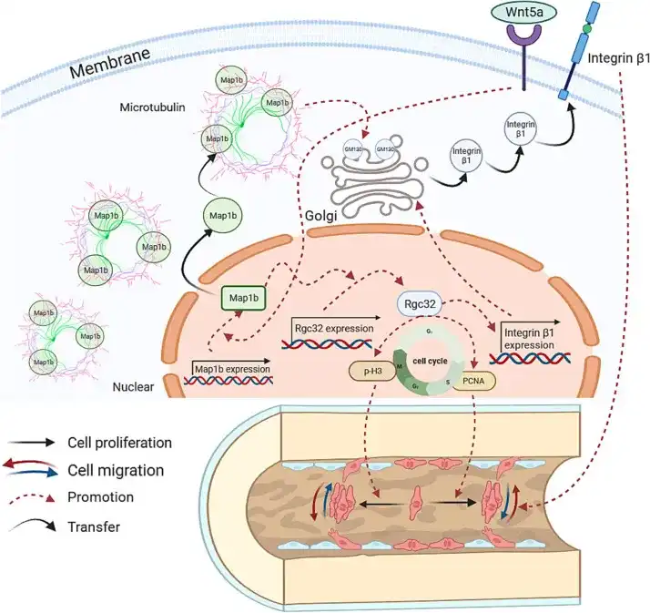 Signaling pathway of MAP1B