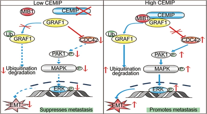 signaling pathway
