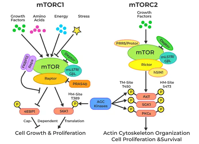 signaling pathway of MTOR