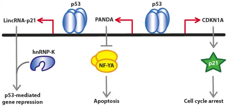 p21 signaling pathway