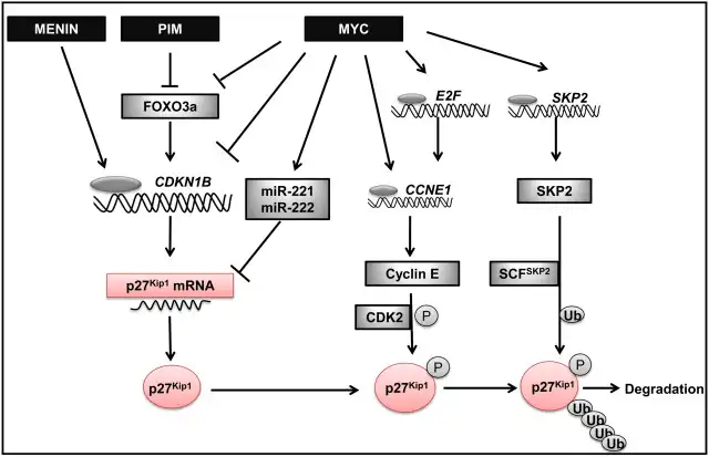 signaling pathway