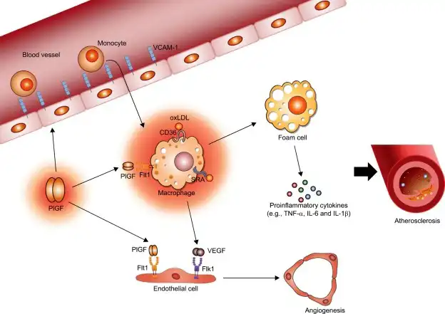 signaling pathway of PLGF