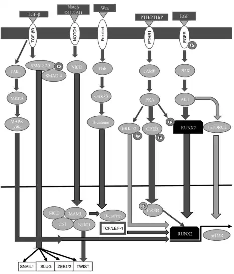 signaling pathway of RUNX2
