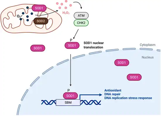 signaling pathway