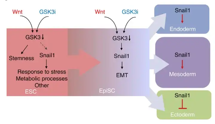 Signaling pathway