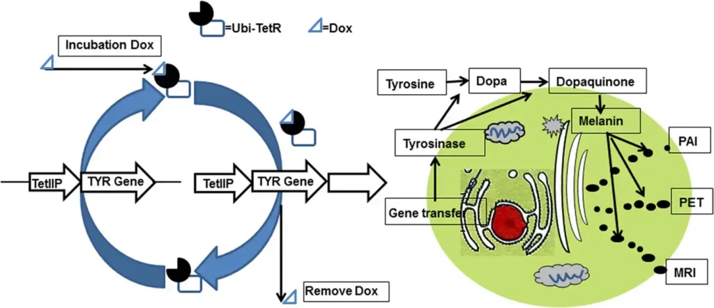 signaling pathway