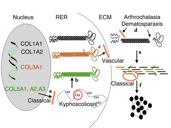 signaling pathway