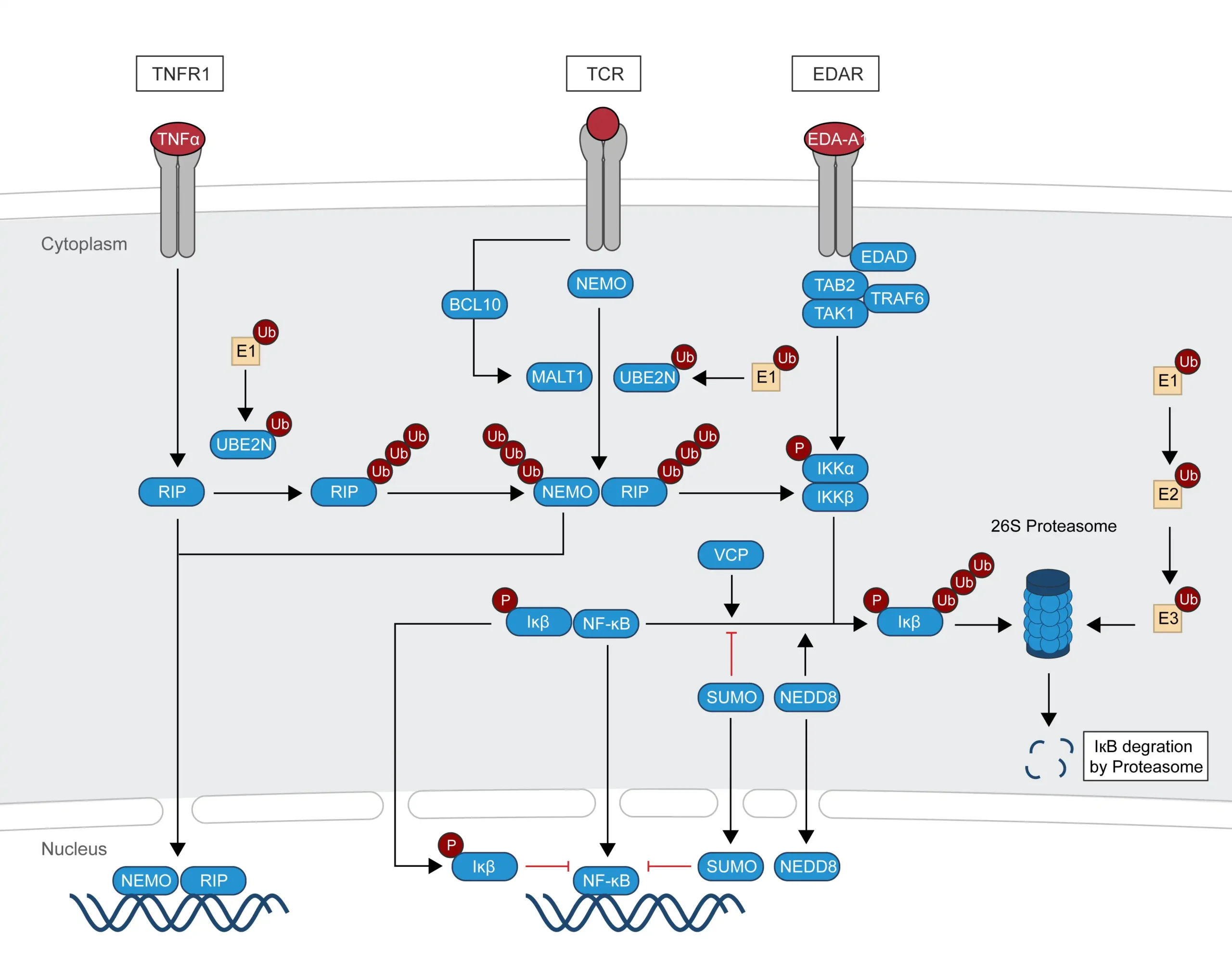 Signaling pathway of UBC
