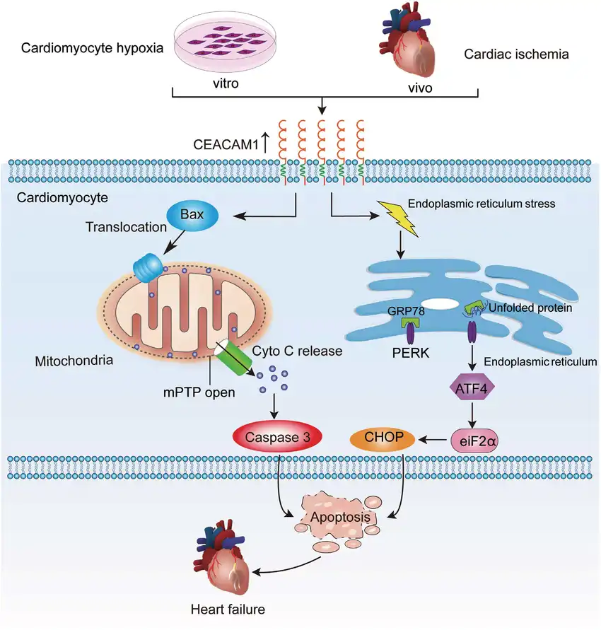 signaling pathway of CEACAM1