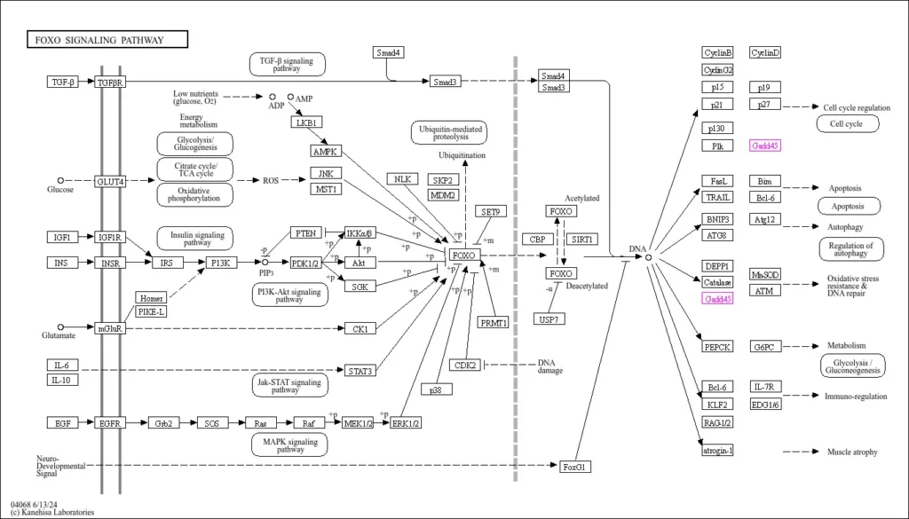 signaling pathway of gadd45a