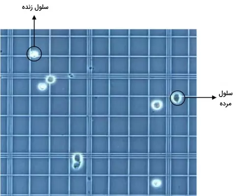 شمارش سلولی با لام نئوبار